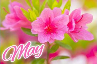 5月の花 皐
